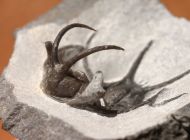 Ceratarges sp.