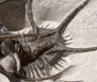 Ceratarges sp.