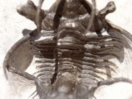 Ceratarges sp.