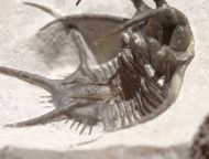 Ceratarges sp.