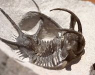 Ceratarges sp.