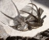 Ceratarges sp.