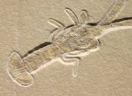 Mecochirus longimanatus SCHLOTHEIM, 1820