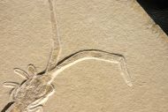 Mecochirus longimanatus SCHLOTHEIM, 1820