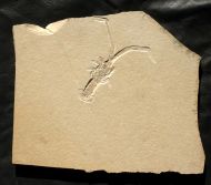 Mecochirus longimanatus SCHLOTHEIM, 1820
