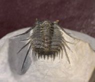 Leonaspis issomourensis G. Alberti 1970
