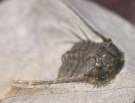 Leonaspis issomourensis G. Alberti 1970