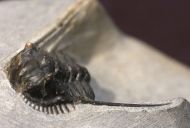 Leonaspis issomourensis G. Alberti 1970