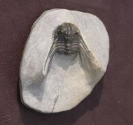 Leonaspis issomourensis G. Alberti 1970