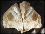 Ogygiocarella sp.