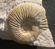 Orthosphinctes desmoides