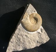 Orthosphinctes desmoides