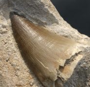 Mosasaurus beaugei Arambourg, 1952