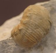Sutneria platynota