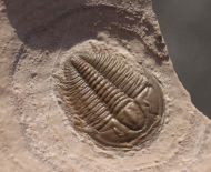 Modocia typicalis (Resser, 1938)