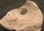 Modocia typicalis (Resser, 1938)