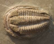 Euloma sp.
