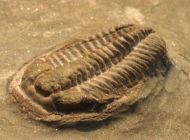Euloma sp.