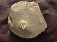 Euloma sp.