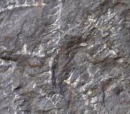 Graptolithen - Brickhill Shales
