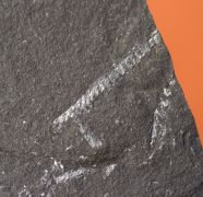 Graptolithen - Brickhill Shales