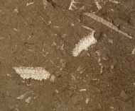 Graptolithen - Brickhill Shales