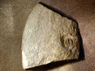 Cryptolithus instabilis