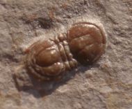 Peronopsis segmenta (ROBISON, 1964)