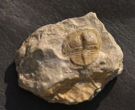 Deanaspis goldfussi (BARRANDE, 1846)