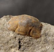 Stenopareia panderi (Barrande, 1872)