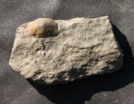 Stenopareia panderi (Barrande, 1872)
