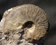 Harpoceratoides alternatus (Simpson, 1843)