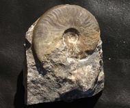 Harpoceratoides alternatus (Simpson, 1843)