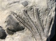 Encrinus liliiformis SCHLOTHEIM