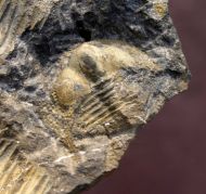 Deanaspis goldfussi & Dalmanitina socialis