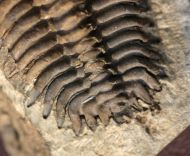 Pseudosphaerexochus octolobatus (MCoy, 1849)