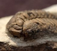 Pseudosphaerexochus octolobatus (MCoy, 1849)