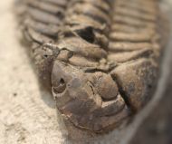 Pseudosphaerexochus octolobatus (MCoy, 1849)