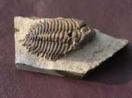 Pseudosphaerexochus octolobatus (MCoy, 1849)