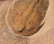 Eccaparadoxides pusillus (Barrande, 1846)