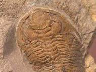 Eccaparadoxides pusillus (Barrande, 1846)