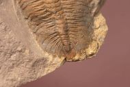 Eccaparadoxides pusillus (Barrande, 1846)