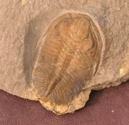Eccaparadoxides pusillus (Barrande, 1846)