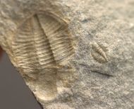 Ogyginus corndensis (MURCHISON,1839)