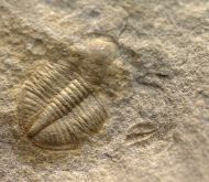 Ogyginus corndensis (MURCHISON,1839)