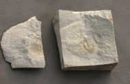 Ogyginus corndensis (MURCHISON,1839)