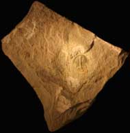 Olenellus gilberti