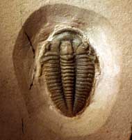 Bolaspidella sp.