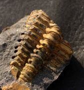 Placoparia barrandei (PRANTL at NAJDR,1956)
