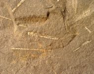 Graptolithen - Brickhill Shales